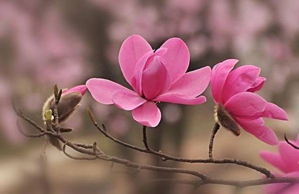 清明，獻給您一束辛夷花